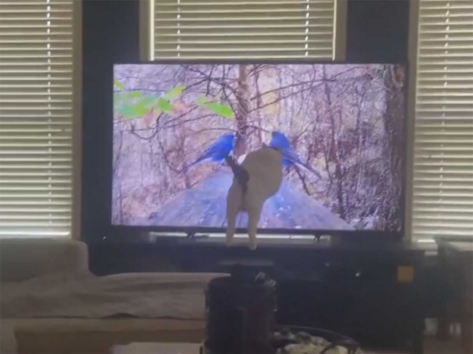 Gatito choca contra pantalla de tv al ver un par de pájaros