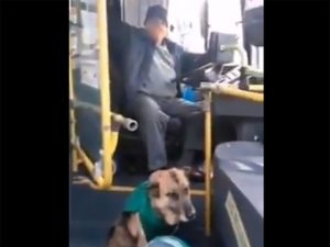 Línea de transporte contrata perritos callejeros como acompañantes