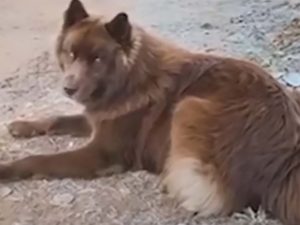 ¿Es un perro o un lobo? El extraño aspecto de este Husky causa polémica