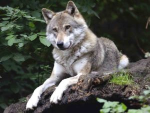 Trump elimina al lobo de lista de especies protegidas en EU