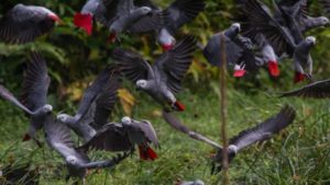 Loros grises fueron retirados de un parque por insultar a los visitantes