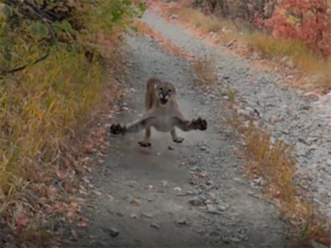 Puma intenta atacar a hombre durante excursión; video es viral