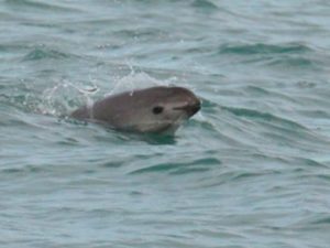 Así se escucha la vaquita marina, lograron grabarla