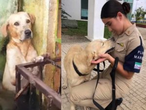 Marina adopta a perro que rescató de inundación en Tabasco