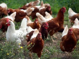 Sacrifican 190 mil gallinas y pollos en Holanda por gripe aviaria