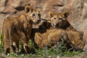 Llegan nuevos huéspedes al zoológico del Altiplano de Tlaxcala; leones, lémures y puercoespines