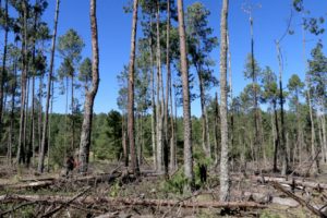 Promoverá Medio Ambiente acciones de recuperación forestal en Ahuazotepec