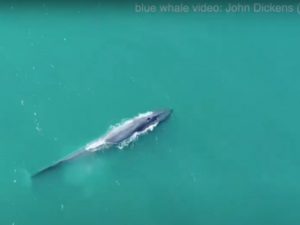 Ballena azul regresa a Georgia del Sur tras ‘inminente’ extinción