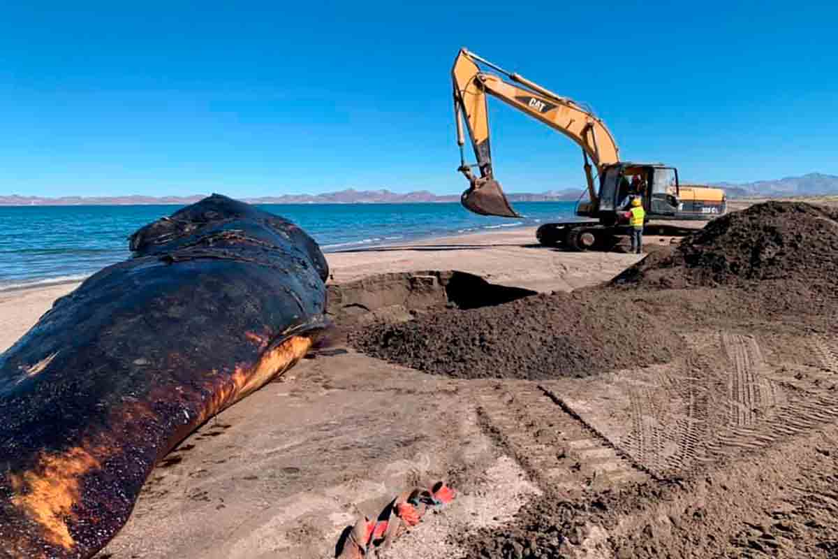 Tras un gran esfuerzo logran remolcar y enterrar a cachalote varado en La Paz, BCS