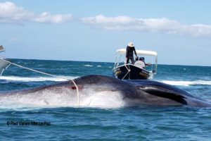 Cachalote de unos 20 metros de largo muere varado en BCS