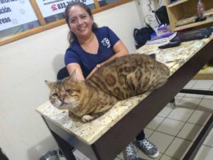 Confunden a gran gato con leopardo; ya hay 700 solicitudes de adopción