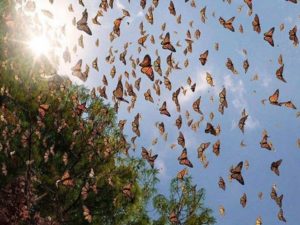 Pese a Covid, ejidatarios piden abrir santuarios de Mariposa Monarca