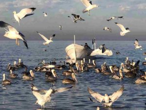 López Obrador anunciará apoyos para pescadores del hábitat de la vaquita marina