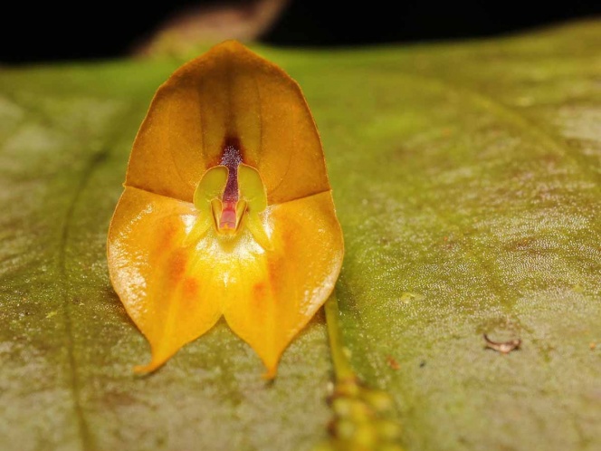 Hallan una rara especie de orquídea gigante en Ecuador