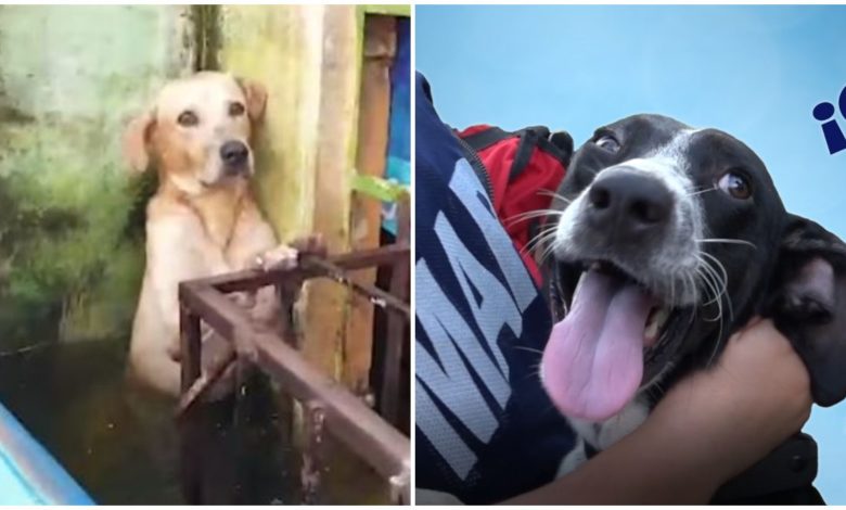 Estos son los nombres oficiales de los perritos adoptados por la Marina