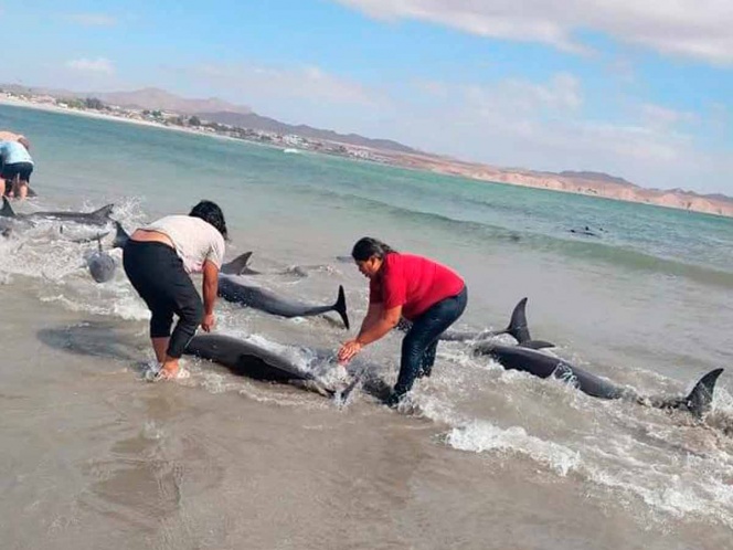 Pescadores rescatan a 30 delfines varados en Puerto Lobos, Sonora