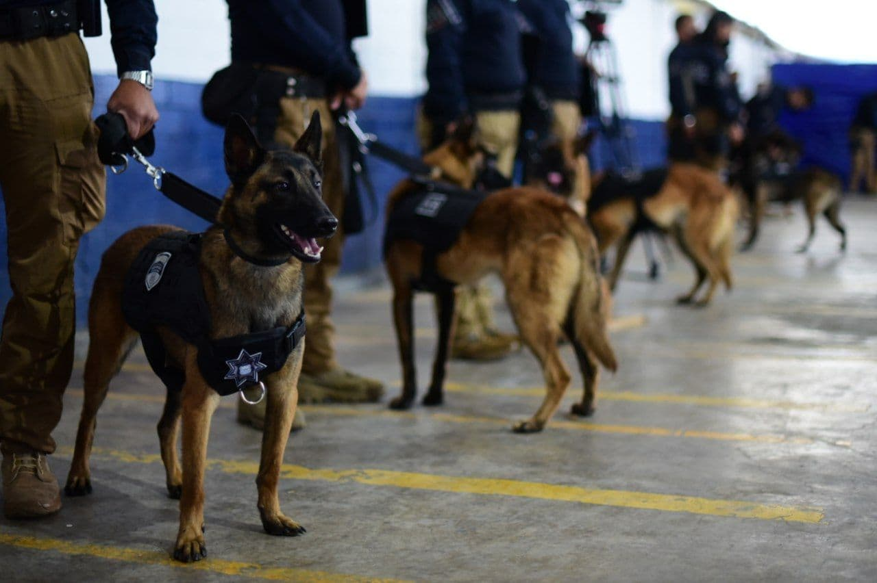 Recibe unidad canina del Ayuntamiento certificación internacional