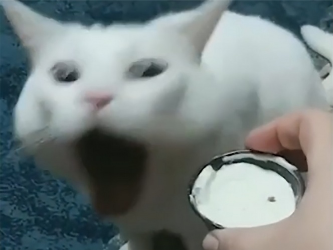 Así reacciona este gatito cuando le dan a oler comida; ya es viral