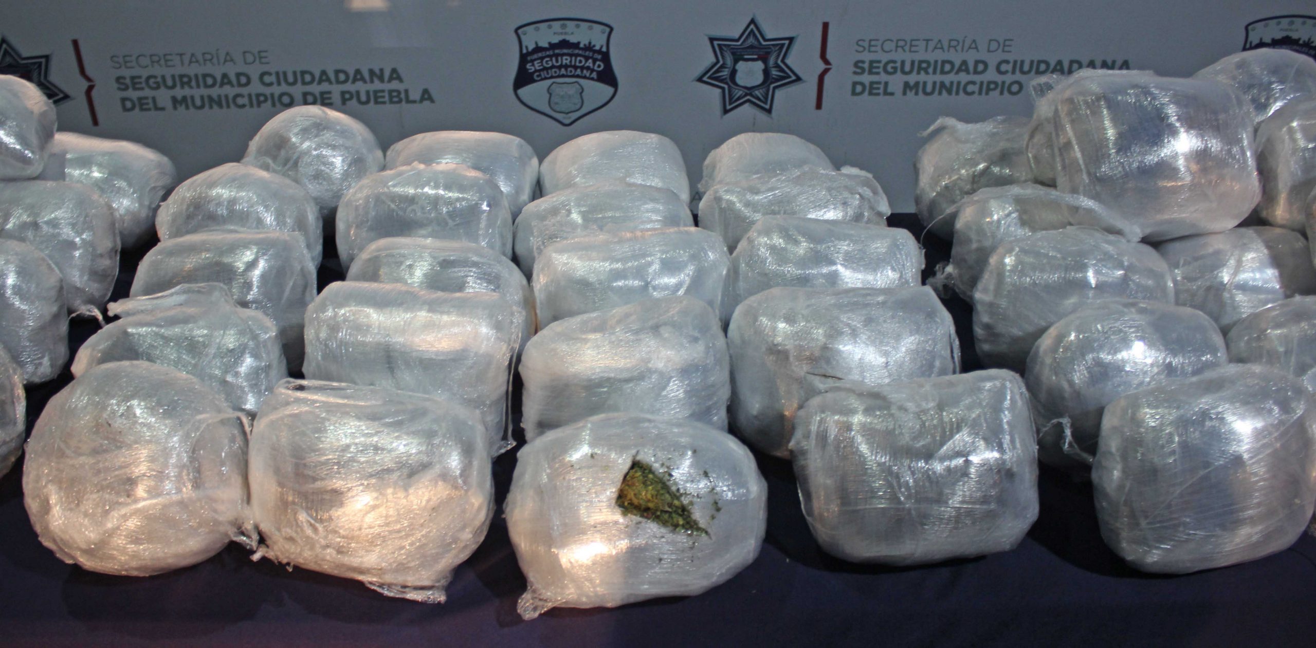 Detecto el grupo K9 de la Policía Municipal 100 kilogramos de marihuana