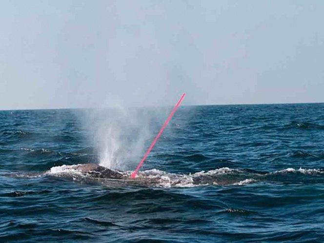 Buscan a ballena enmallada que fue vista en Los Cabos y Punta Mita