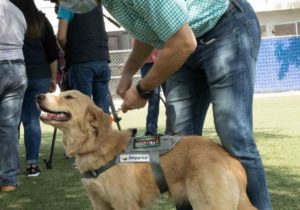 Perros entrenados para detectar covid-19, en Sonora