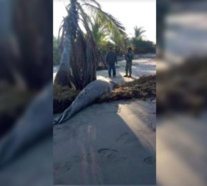 ¡Echado en la arena! Así descansa elefante marino en Chiapas