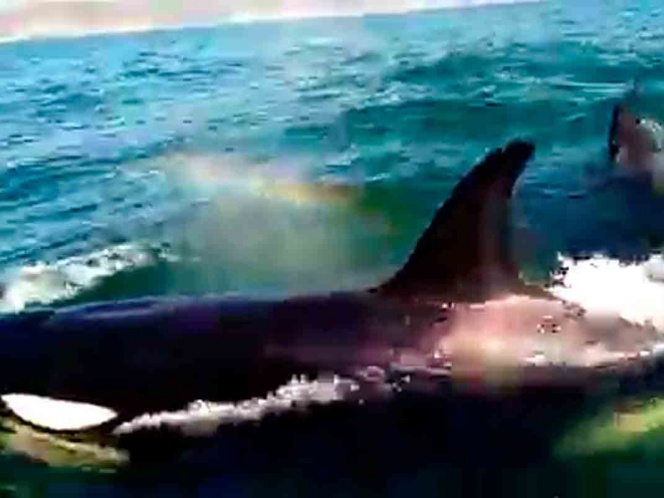 Orcas pasean frente a las playas de Puerto Ángel en Oaxaca