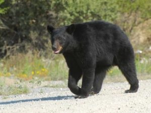 Mantiene Coahuila plan para conservar Oso Negro