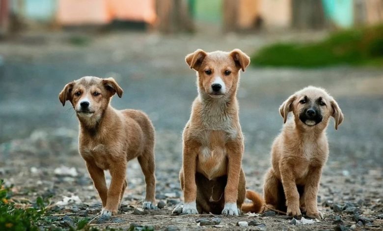 Surgen primeros casos de COVID en perritos mexicanos