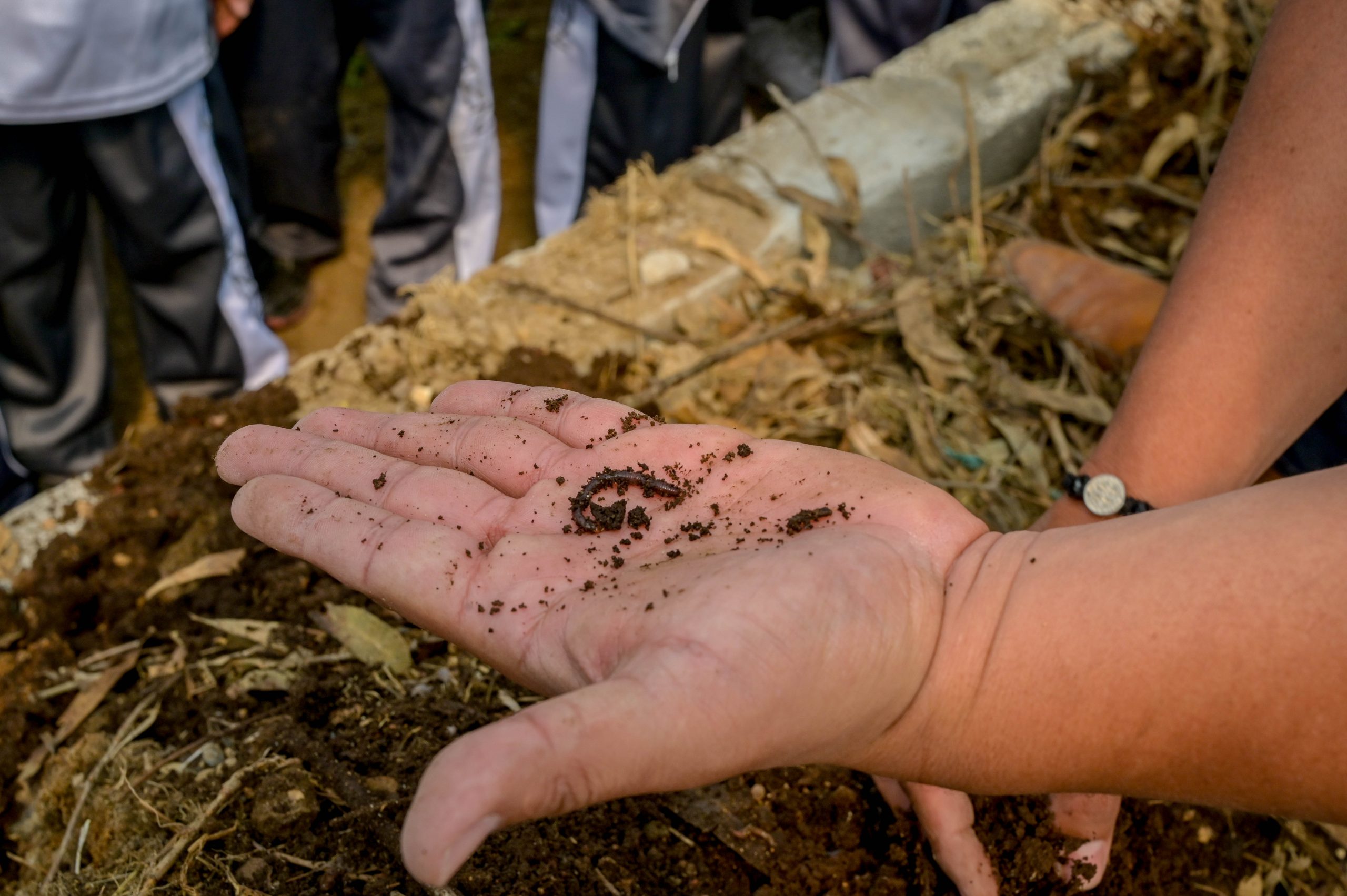 Ayuntamiento de Puebla brinda talleres virtuales de cultivo para zonas urbanas