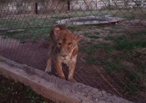 FGR asegura una leona y 2 tigres de bengala en Sonora