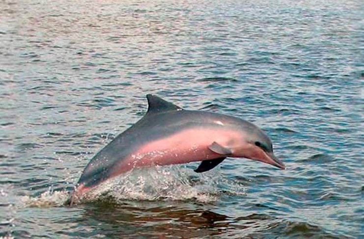 Está en peligro de desaparecer el delfín gris en Sudamérica