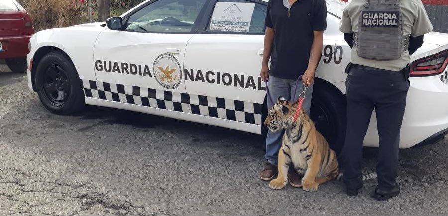 Encuentran al tigre que era paseado en la Libertad; hay una persona detenida