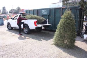 Invita Gobierno de la Ciudad a la ciudadanía a reciclar sus árboles de navidad