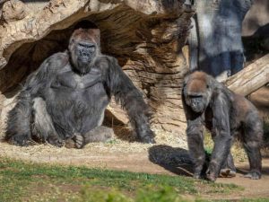 Gorilas se recuperan de covid-19 en zoológico de San Diego