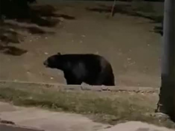 Deambula oso en parque de Nuevo León