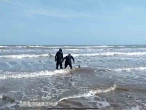 Salvan delfín en las playas de Tamaulipas