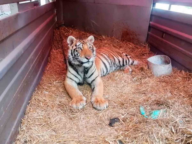 Rescatan a tigre abandonado en remolque en Hidalgo