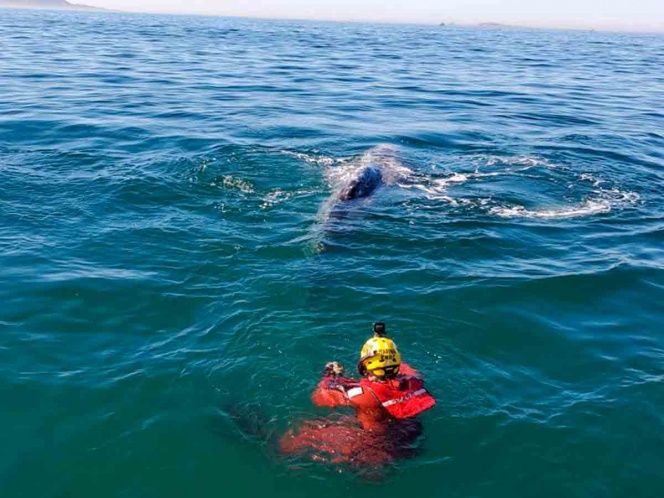 Semar libera una ballena atrapada en Ensenada