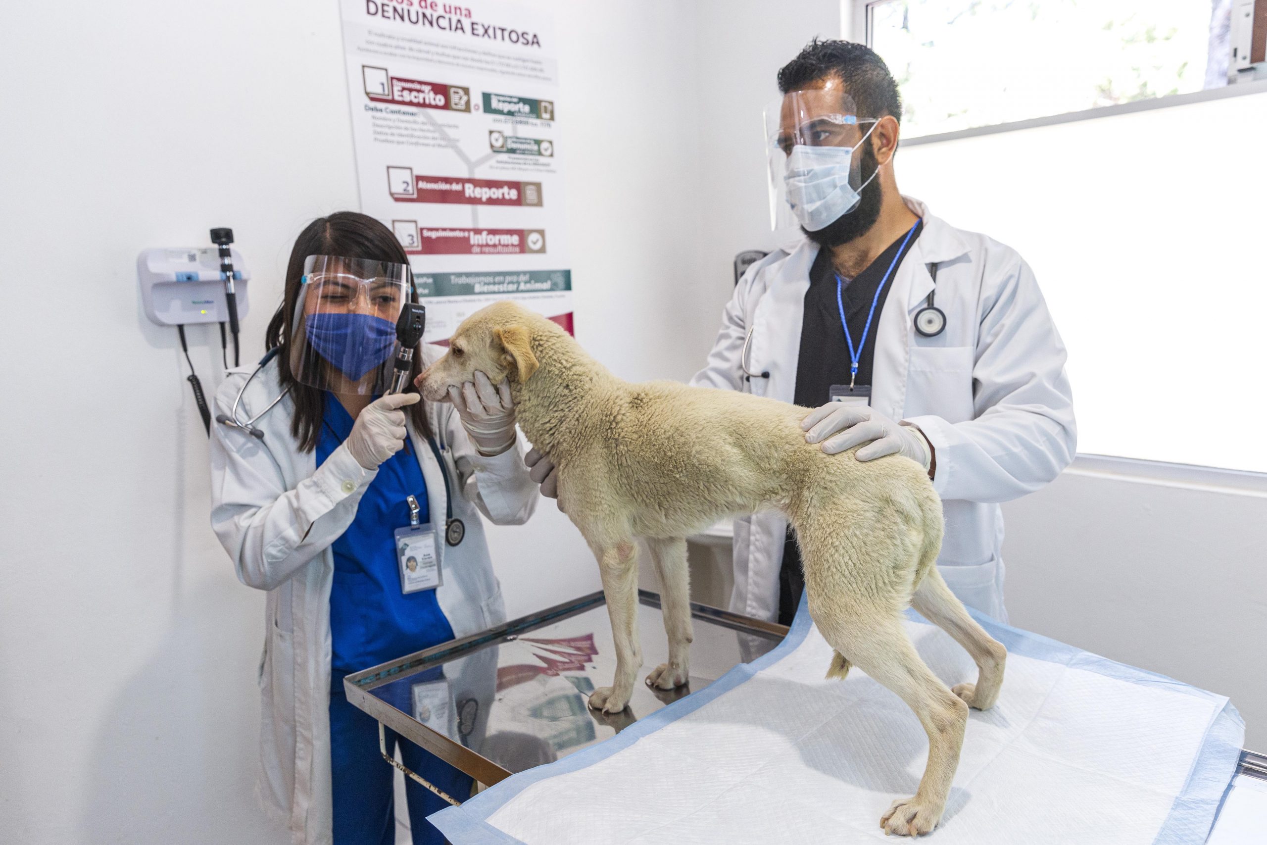 “Ningo”, perro que sufrió crueldad animal, se pondrá en adopción: Manrique