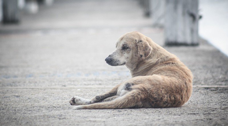 La Secretaría del Medio Ambiente ha presentado al menos 47 denuncias penales por maltrato animal