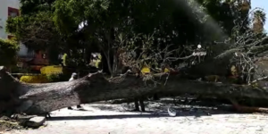 Fuertes vientos tiran árbol de 60 años en Texmelucan