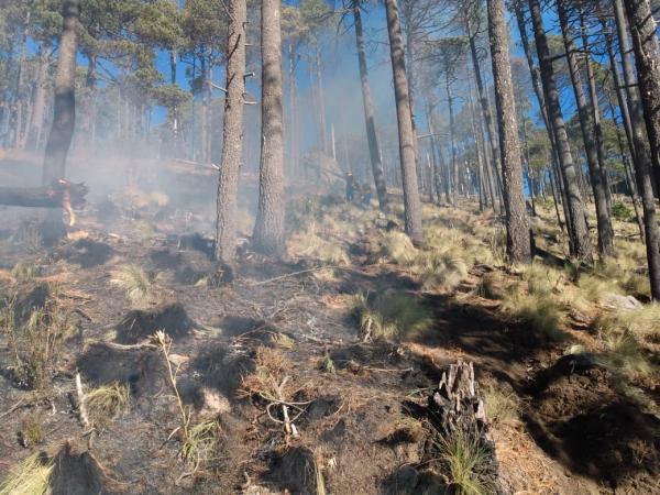 Registra Puebla 56 incendios forestales: Manrique