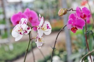 Cuenta Puebla con gran diversidad de flores para Día del Amor y la Amistad