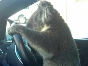 Koala provoca accidente en carretera australiana