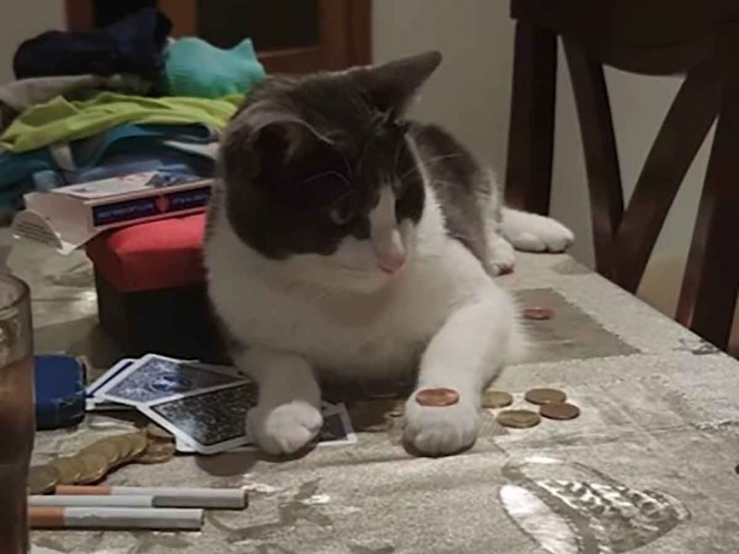 Chupi, es el gato que aprendió a lanzar monedas al aire