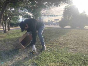 Aparecen muertos pájaros tordo pechiamarillo en Durango