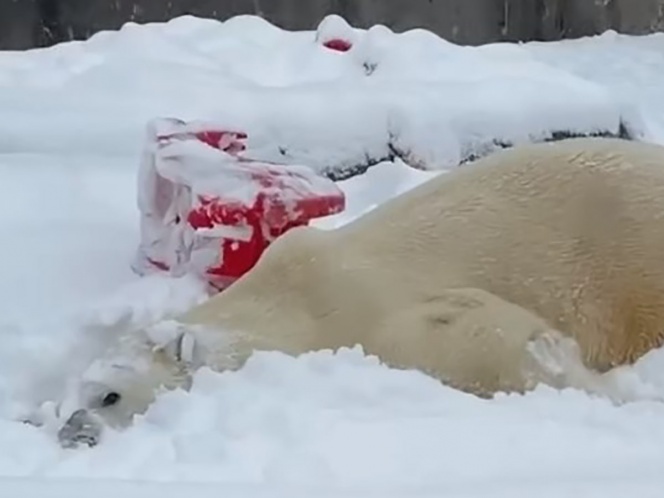 Oso polar se divierte en zoológico de Washington