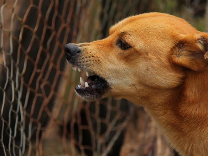 Viejita es asesinada por perros en Durango