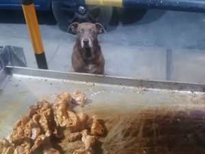 Perrito sin hogar busca comida en restaurante